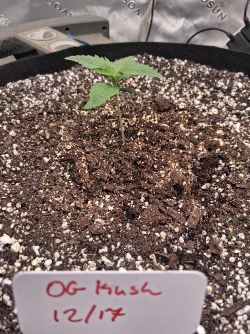 Organic Grow. Week 1 - OG Kush