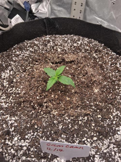 Organic Grow. Week 1 - Green Crack. 