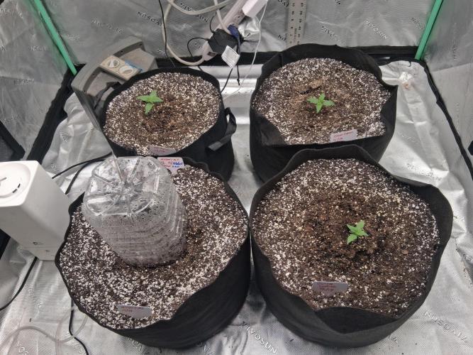 Organic Grow. Week 1