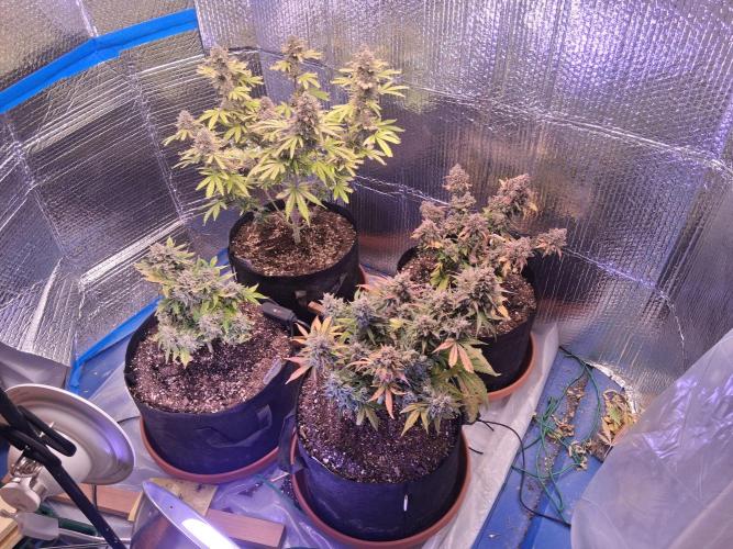 2nd indoor grow. Week 13