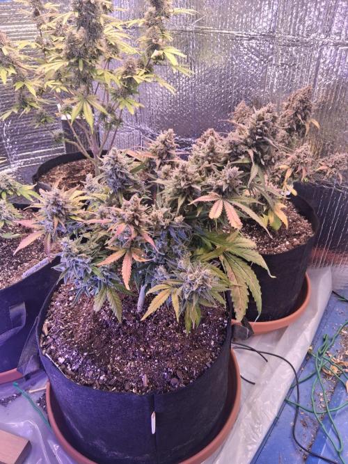 2nd indoor grow. Week 13 - Gorilla Cookies 
