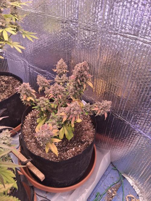 2nd indoor grow. Week 13 - Tropicana Cookies 