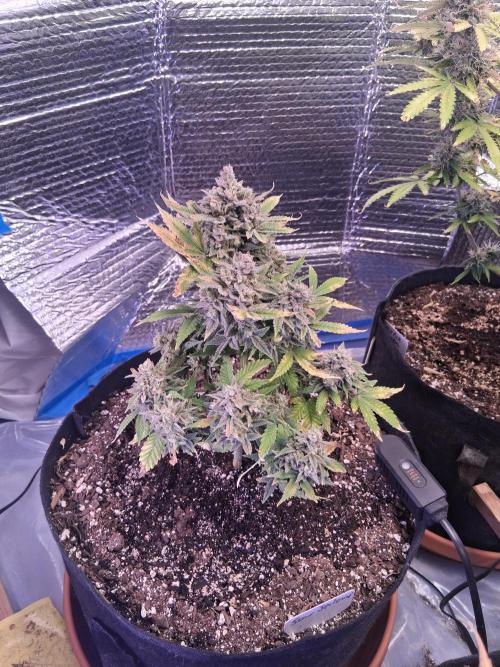 2nd indoor grow. Week 13 - Sour Jealousy 