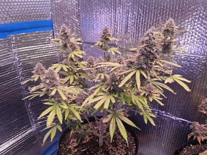 2nd indoor grow. Week 13 - Mystery mix pack (strawberry banana)