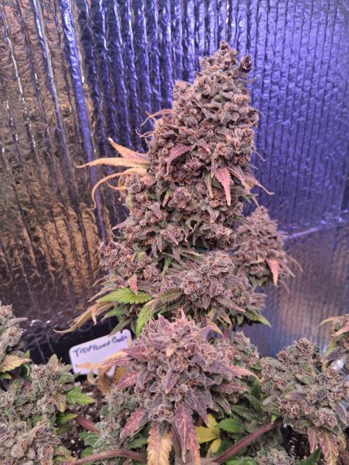 2nd indoor grow. Week 13 - Tropicana Cookies 
