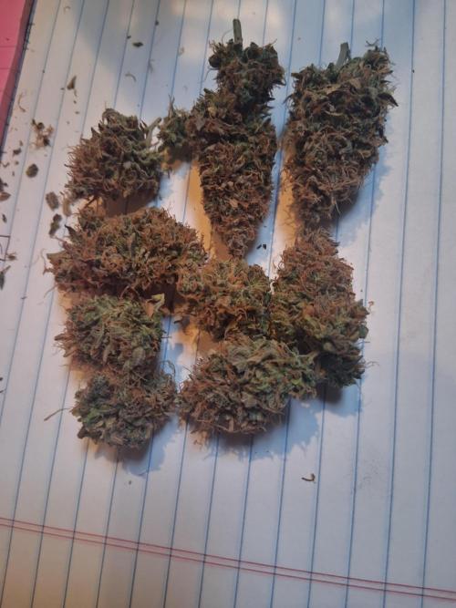 1st indoor grow.. Week 19