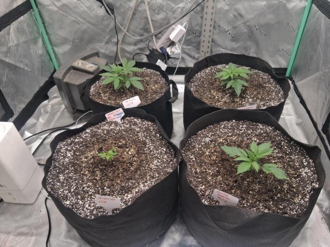 Organic Grow. Week 2