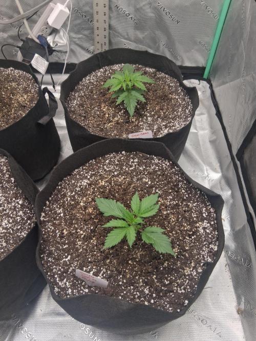 Organic Grow. Week 2