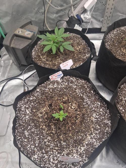 Organic Grow. Week 2