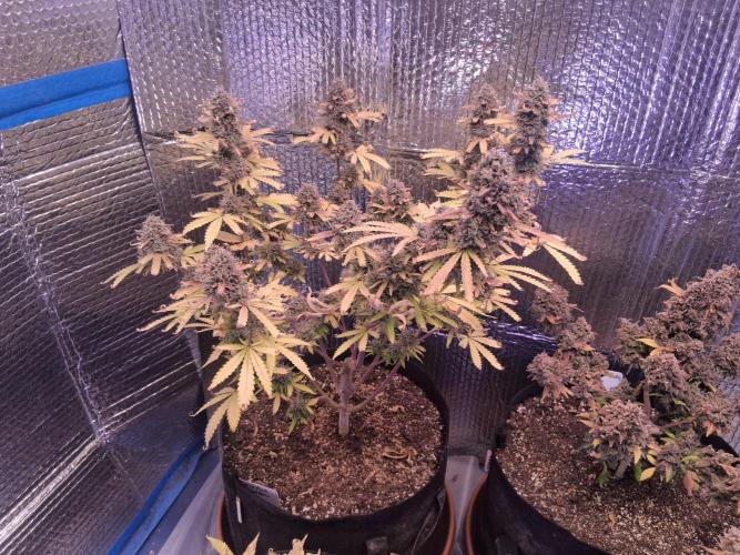 2nd indoor grow. Week 14 - Mystery mix pack 
(Strawberry Banana)