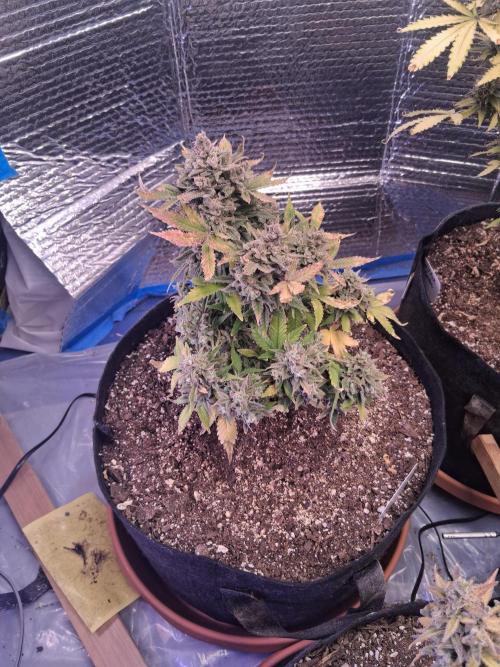 2nd indoor grow. Week 14 - Sour Jealousy 