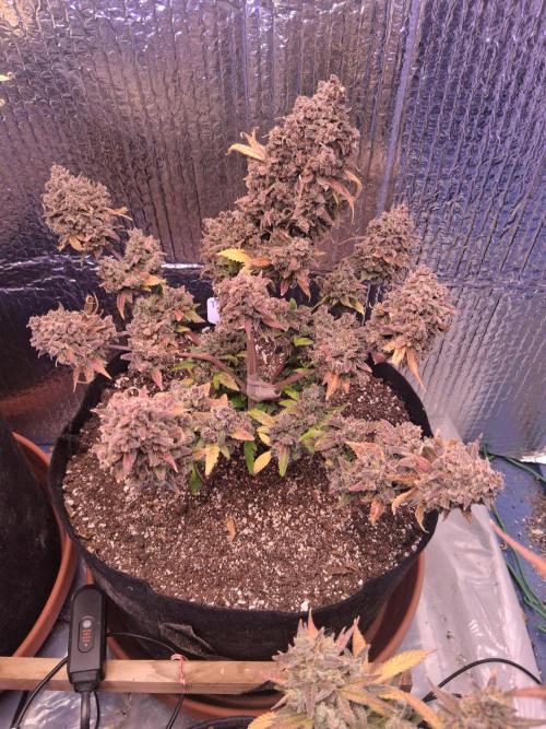 2nd indoor grow. Week 14 - Tropicana Cookies 