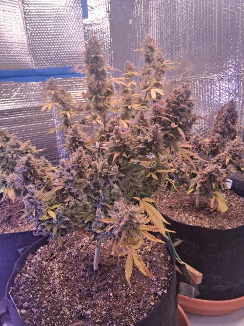 2nd indoor grow. Week 14 - Gorilla Cookies 