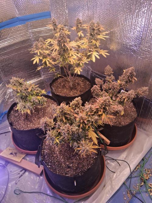 2nd indoor grow. Week 14