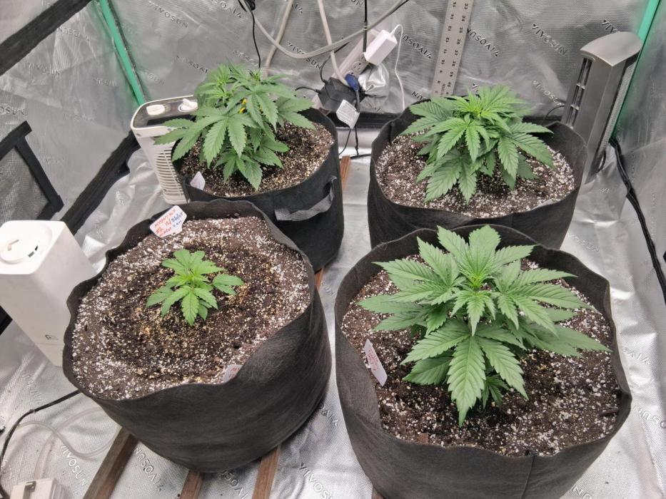 Organic Grow. Week 3