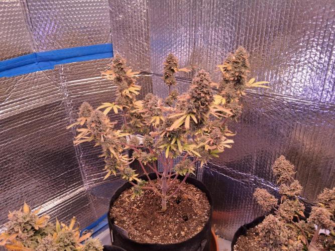 2nd indoor grow. Week 15 - OG Kush