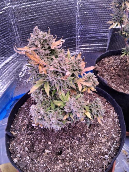 2nd indoor grow. Week 15 - Sour Jealousy 