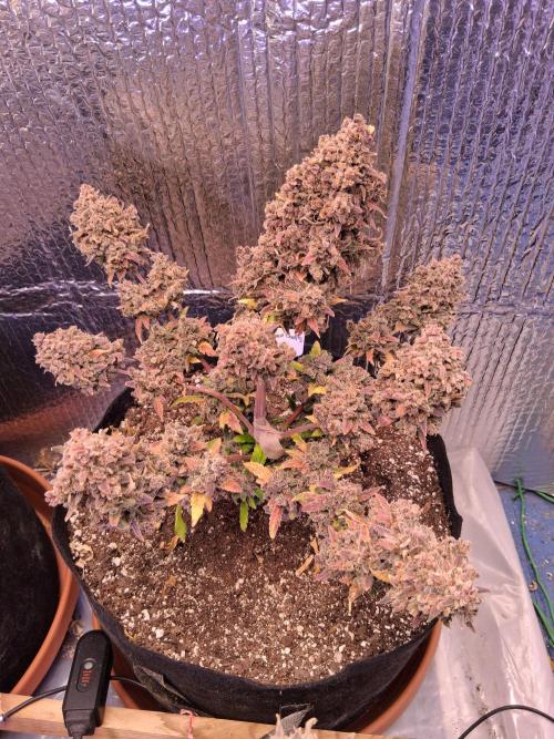 2nd indoor grow. Week 15 - Tropicana Cookies 