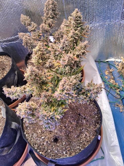 2nd indoor grow. Week 15 - Gorilla Cookies 