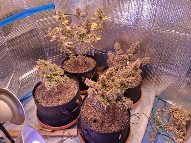 2nd indoor grow. Week 15