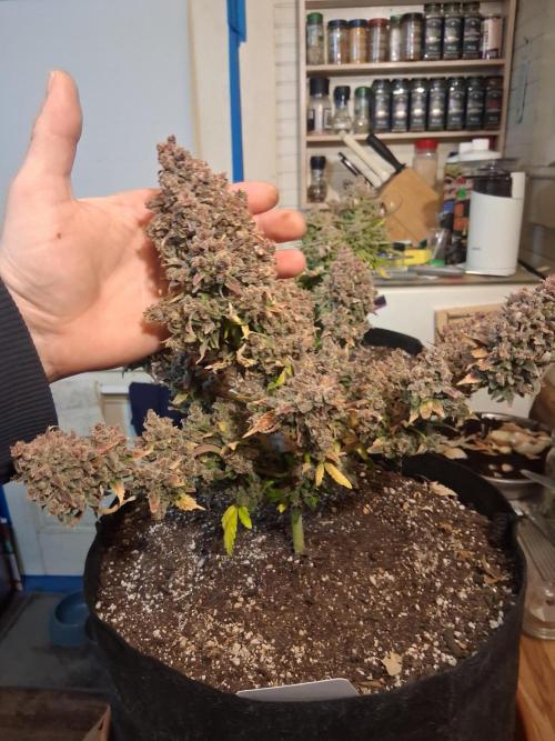 2nd indoor grow. Week 16