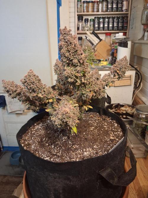 2nd indoor grow. Week 16