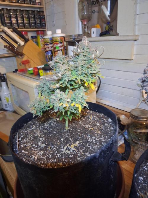 2nd indoor grow. Week 16