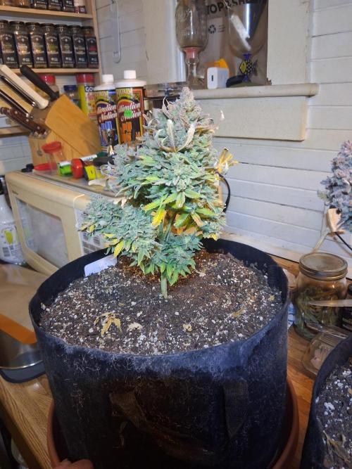 2nd indoor grow. Week 16