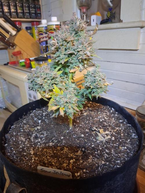 2nd indoor grow. Week 16