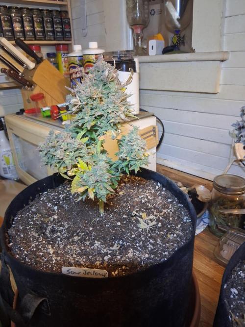 2nd indoor grow. Week 16