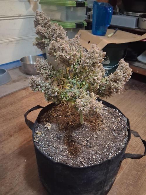 2nd indoor grow. Week 16