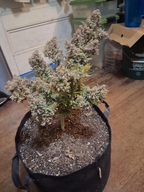 2nd indoor grow. Week 16