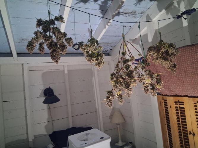 2nd indoor grow. Week 16