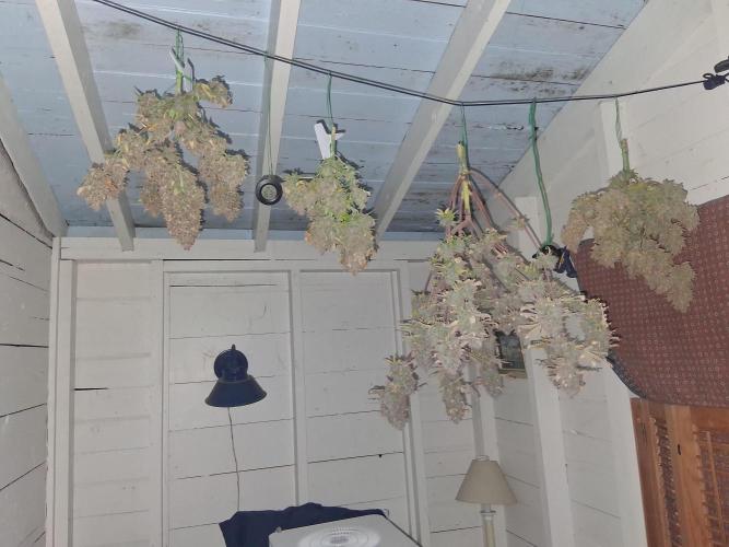 2nd indoor grow. Week 16