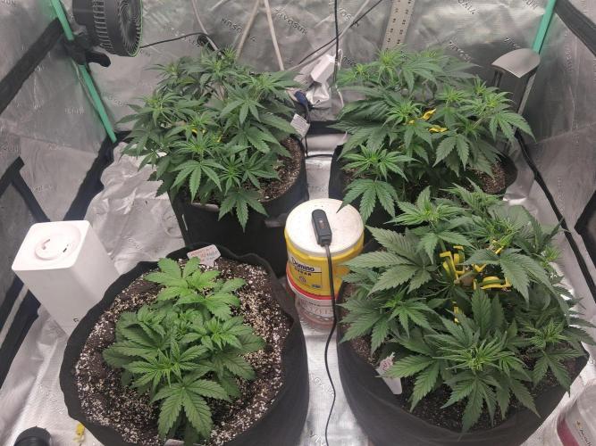 Organic Grow. Week 4 - 14hrs after LST