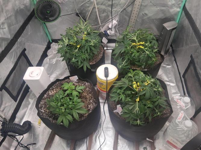 Organic Grow. Week 4 - Last night