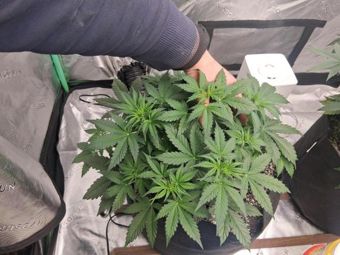 Organic Grow. Week 5 - 2 mystery seeds 1 pot