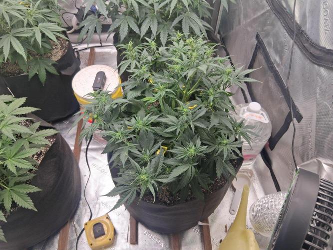 Organic Grow. Week 5 - Gorilla Cookies 