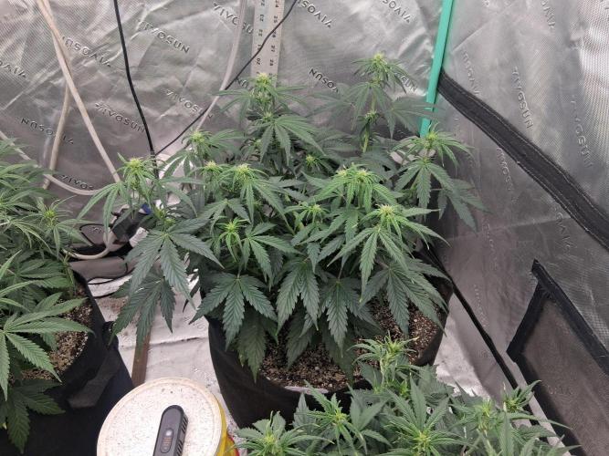 Organic Grow. Week 5 - Green Crack 