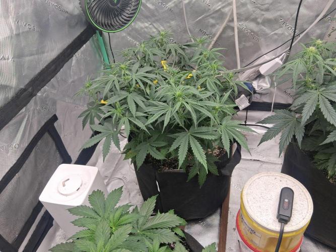 Organic Grow. Week 5 - OG Kush 