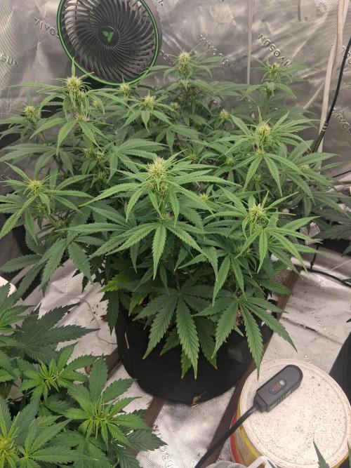 Organic Grow. Week 6 - OG Kush 