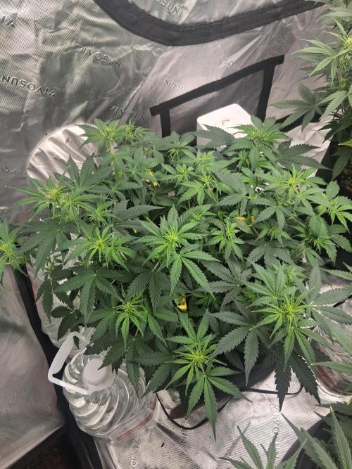 Organic Grow. Week 6 - 2 mystery plants 1 pot