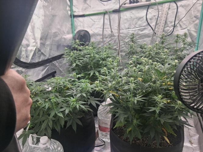 Organic Grow. Week 6