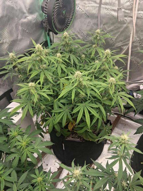 Organic Grow. Week 7 - Og kush