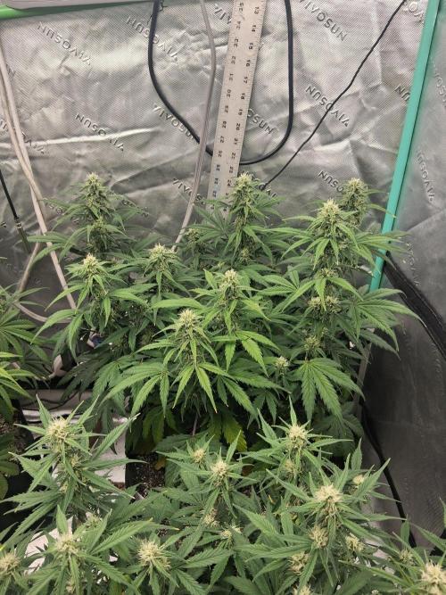 Organic Grow. Week 7 - Green Crack 