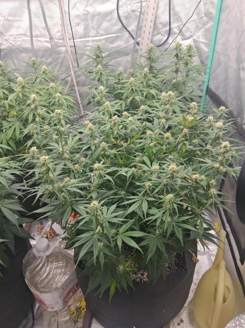 Organic Grow. Week 7 - Gorilla Cookies 