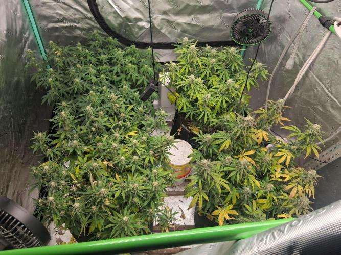 Organic Grow. Week 8