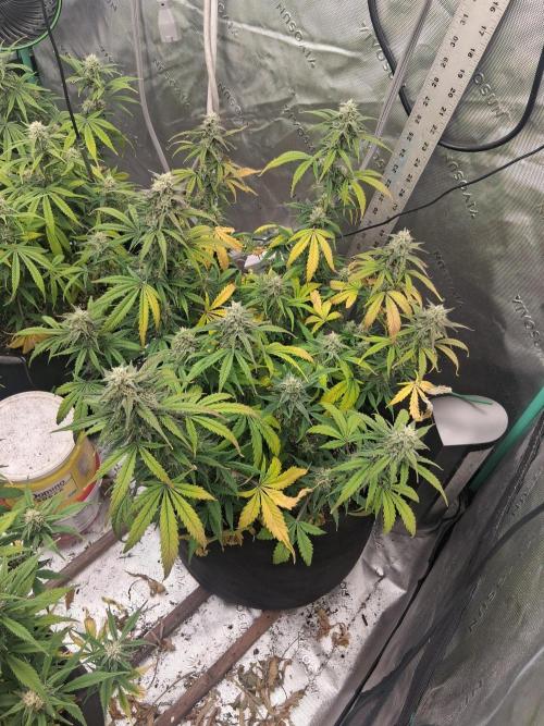 Organic Grow. Week 8 - Green Crack 