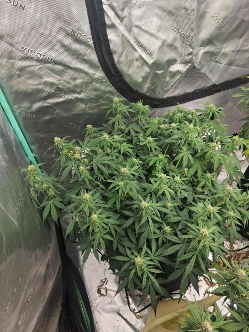 Organic Grow. Week 8 - 2 mystery mix pack 