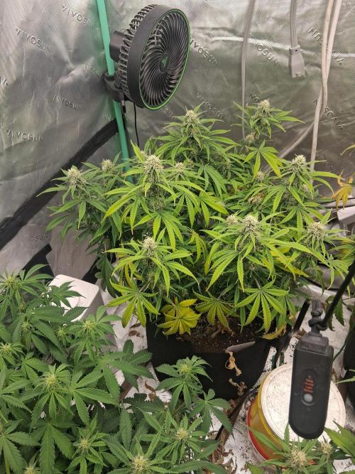 Organic Grow. Week 8 - OG Kush 